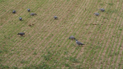 grupo de palomas comiendo en un campo de maiz, color gris y blanco