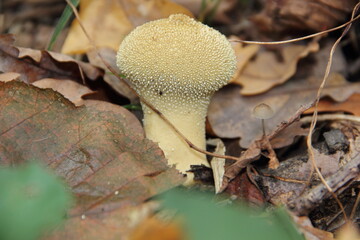 mushroom in the forest