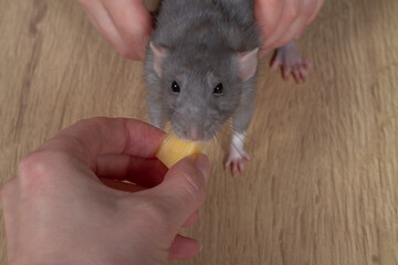 A rat snatches a piece of cheese out of a person's hands