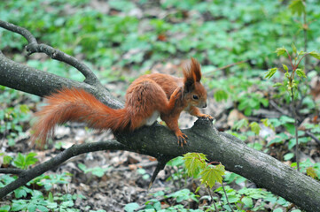  Red squirrel sitting on the branch of an old tree and scratches her ear. Wild animals outdoors photo