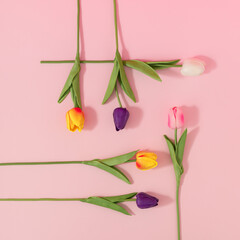 Colorful tulip flowers creative composition on bright pink background. Minimal bloom concept. Romantic floral aesthetic.