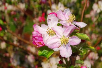 Fototapeta na wymiar Apfelbaumblüte im Frühling