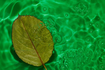beautiful look green rose leaf in emerald green ripple water, creative summer design, elegant style - Powered by Adobe