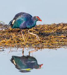 Purple Swamphen reflection in lake