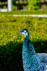 Obraz premium peacock in the garden