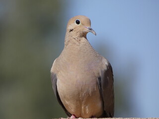 close up of a dove