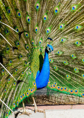 Obraz premium portrait of peacock with feathers