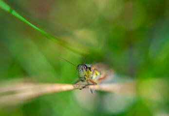 Grasshopper Portrait