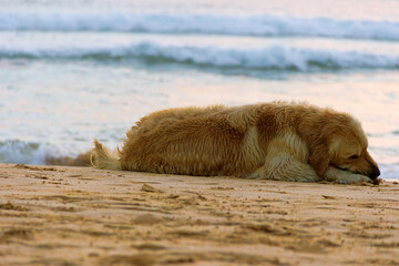 A sea dog sleeps on the beach. A lover of swimming in the ocean. Sri Lanka