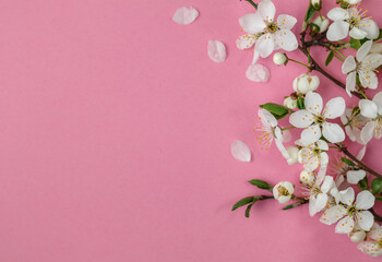 White cherry flowers on a pink background. Spring blooming branches. Spring time background. Flat lay. Copy space.