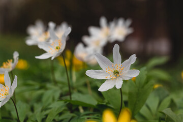 White anemone nemorosa close up on the flower bed on a blurred background. Spring flower.
