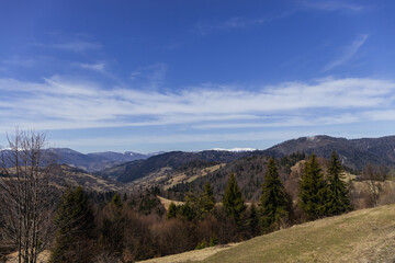Obraz premium Trees on meadow with mountains and sky at background.