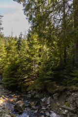 Pine trees near river with stones in forest.