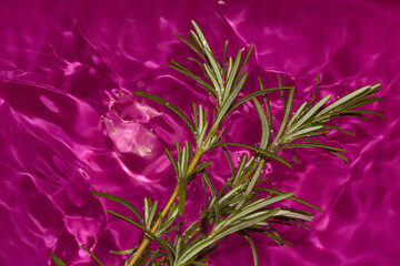 rosemary in purple vibrant water, creative summer concept, natural background