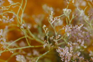 Beautiful dried purple flowers. Dried plants sprigs. Selective focus.