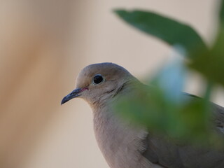 close up of a dove