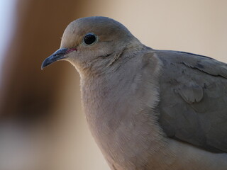 close up of a dove