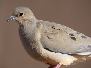 close up of a dove