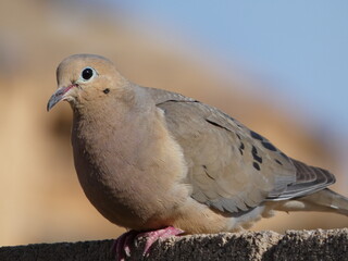 dove on a wall