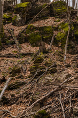 Stones in moss and dry leaves in mountain forest.