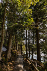 Pathway with snow near trees in forest in spring.
