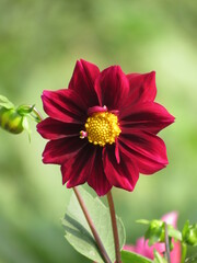 red dahlia flower