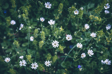 white tiny flowers greater stitchwort top view - obrazy, fototapety, plakaty