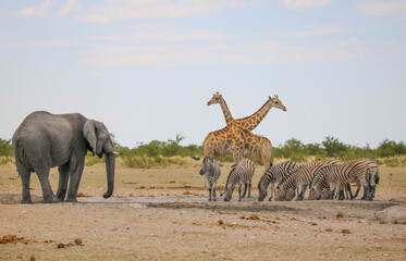 Group of animals (elephant, giraffe, zebra) at a waterhole, Etosha National Park, Namibia
