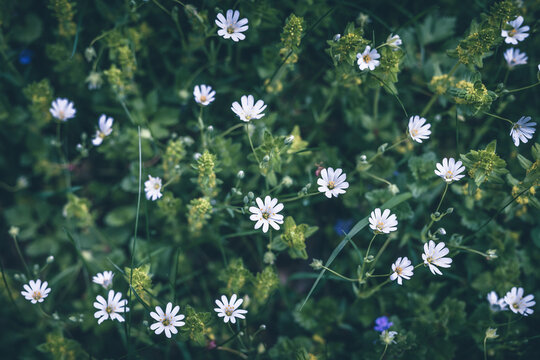 white tiny flowers greater stitchwort top view