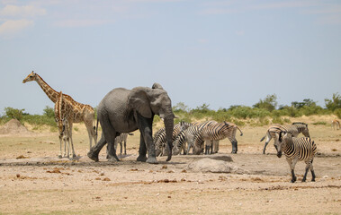 Group of animals (elephant, giraffe, zebra) at a waterhole, Etosha National Park, Namibia