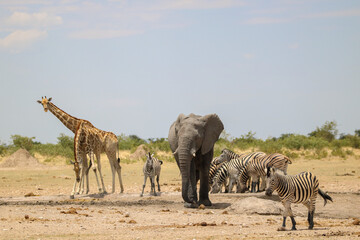 Group of animals (elephant, giraffe, zebra) at a waterhole, Etosha National Park, Namibia