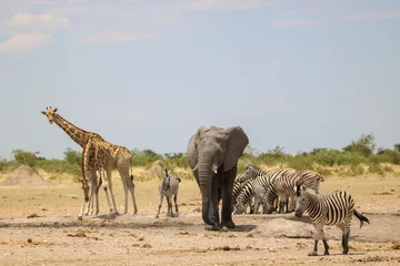 Gardinen Group of animals (elephant, giraffe, zebra) at a waterhole, Etosha National Park, Namibia © Kim