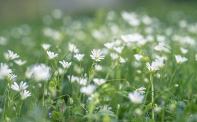 white flowers greater stitchwort selective focus