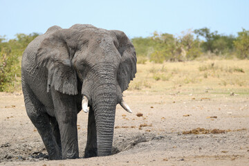 Fototapeta na wymiar African elephant enjoying a mud bath in Etosha National Park, Namibia