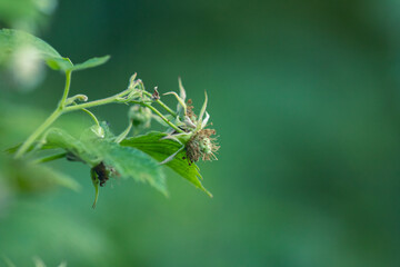 raspberries ripen on a twig. unripe berries in the garden, green leaves