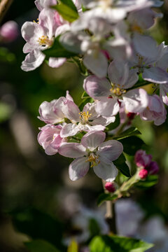 tree blossom © marguerite