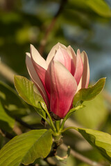 Large pink flower and green leaves of magnolia