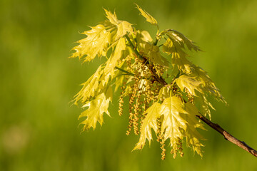 Fresh green leaves and catkins of  the northern red oak, Quercus rubra in warm evening light during spring - 501781350