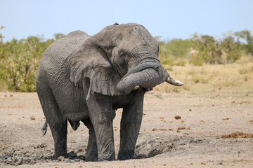 Fototapeta na wymiar African elephant enjoying a mud bath in Etosha National Park, Namibia