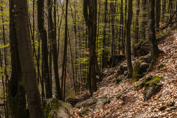 Scenic view of stones and fallen leaves on hill in forest.