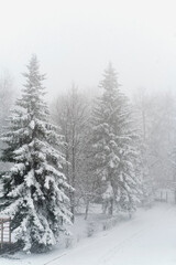 Snowfall in city park. Trees covered of snow.