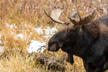 Naklejka na ściany i meble moose in the woods