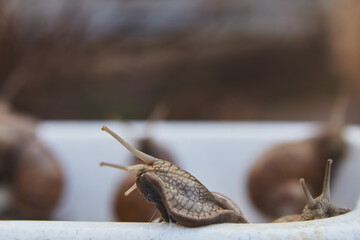 An ordinary large garden snail peeks out of a plastic bucket.