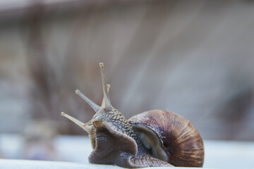 An ordinary large garden snail peeks out of a plastic bucket.