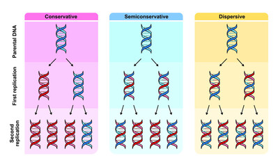 Scientific Designing Of DNA Replication Modes. Conservative, Semiconservative And Dispersive Modes. Colorful Symbols. Vector Illustration.