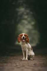 spaniel dog in the forest