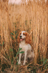 spaniel dog in the grass