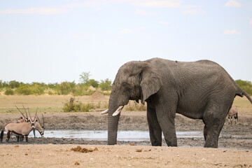 Obraz premium African elephant in Etosha National Park, Namibia