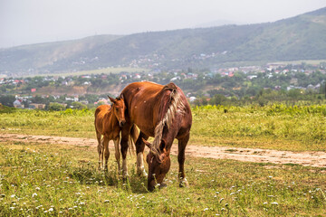 horses in the mountains
