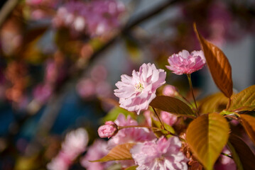 Fototapeta na wymiar Blooming fruit trees. Blooming cherry flowers close up. spring background.
